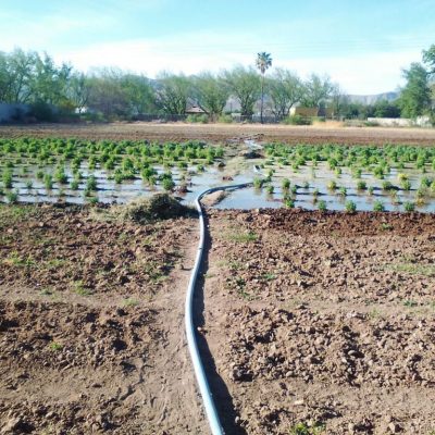 Pequeña Propiedad con escrituras, Area Urbana de Villa Juarez, Dgo.,