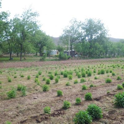 Pequeña Propiedad con escrituras, Area Urbana de Villa Juarez, Dgo.,