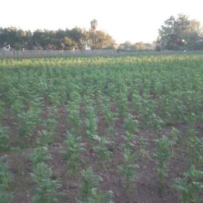 Pequeña Propiedad con escrituras, Area Urbana de Villa Juarez, Dgo.,