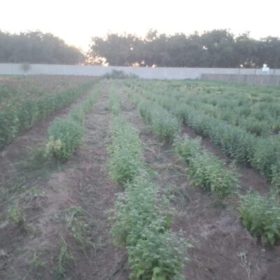 Pequeña Propiedad con escrituras, Area Urbana de Villa Juarez, Dgo.,